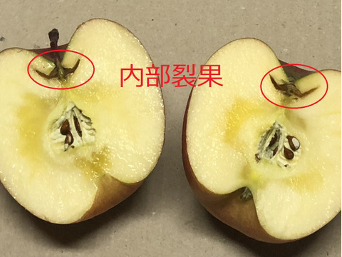 園主一押し!味をとことん突き詰めた青森りんご、“葉とらずサンふじ”　家庭用　約５kg　蜜入り期待大!　農家直送