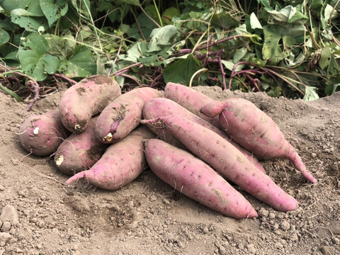 しっとり食感とすっきりした甘みが特徴！【栃木県宇都宮産】丸干し芋600g（200g×3袋）【母の日ギフト】