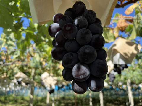 【すぐに届く】ぷるっぷる！ブラックビート　&　シャインマスカット