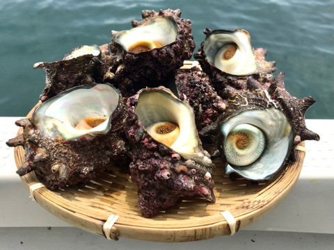 活サザエ 大 1kg 8個 山口県産の魚介類 食べチョク 産地直送 産直 お取り寄せ通販 農家 漁師から旬の食材を直送