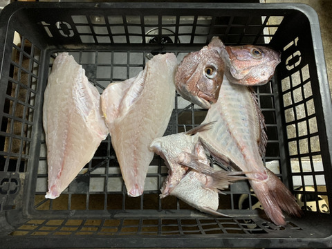 長崎県牧島産養殖真鯛　1.5キロサイズ　　3枚卸し済み熨斗付き可