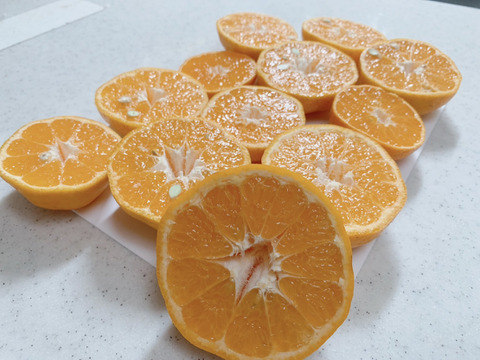 鹿児島県産「6〜8種のみかん柑橘詰め合わせ」【柑橘食べ比べ】10㎏