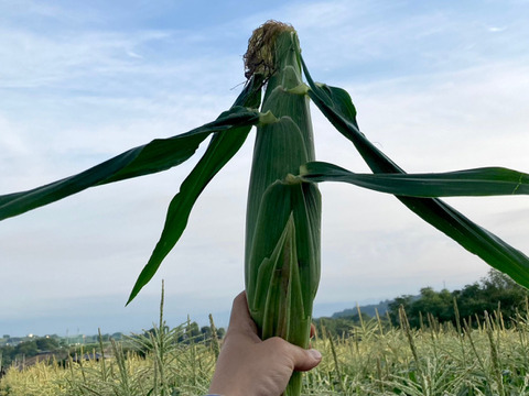 濃厚じゅわっ！朝採り【ゴールドラッシュ】/ 12本