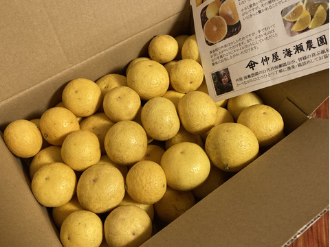 食べるアロマ賞！【傷あり】奇跡の果実『黄金柑』ゴールデンオレンジ 2kg あふれる果汁とさわやかな甘み 黄蜜柑 仲屋 海瀬農園