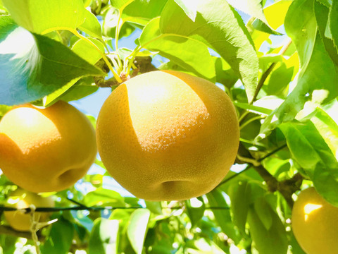梨 豊水 良品5kg‼️長野県産