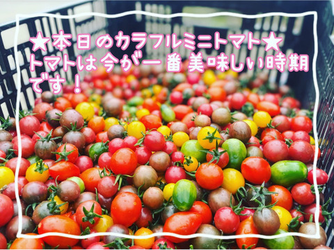【クール便】カラフル・レア野菜で元気に！
『お試しS★カラダ喜ぶ春野菜セット6品目』
初めての野菜でも安心の簡単レシピ付き、贈り物にも最適です！