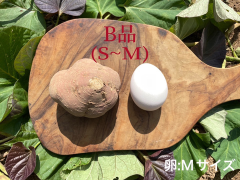種子島産 安納芋 B品（S〜Mサイズ）24kg｜甘くて濃厚🍠｜aimo農園直送