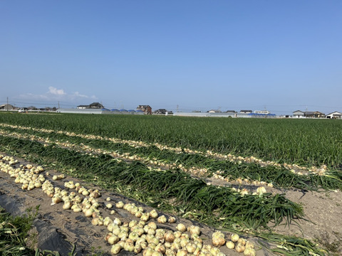 生で食べても甘く美味しい新玉ねぎ　5kg    L サイズ
