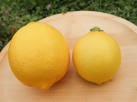 【使いきりサイズで便利！】冷蔵貯蔵の貯蔵レモン ワックス・除草剤不使用の皮ごと楽しめる国産リスボンレモン 小ぶりサイズ（2kg・冷蔵便）