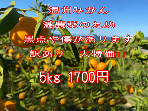 訳あり‼️大特価‼️
温州みかん　5キロ1700円‼️