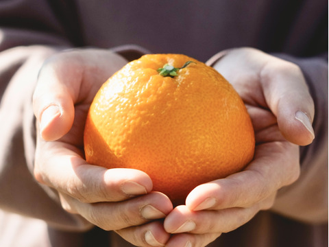 プリプリの大粒果肉【伊予柑 3kg】愛媛県産 家庭用
