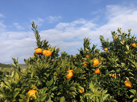 【ぽんかん10㎏家庭用】爽やかな酸味と甘みをギュッと、濃厚なぽんかんをあなたの元へ。（10kgL~3Lご家庭用）