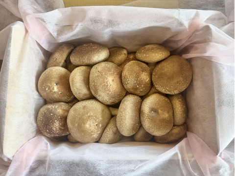 秀品 約1kg】ジミーの肉厚ジャンボ椎茸20個以上 BBQの主役！：香川県