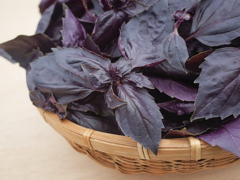 岡山産 とれたて無農薬バジル 3kg 3キロ 特価セール】採れたて！新鮮バジル 1kg 【農薬化学肥料不使用