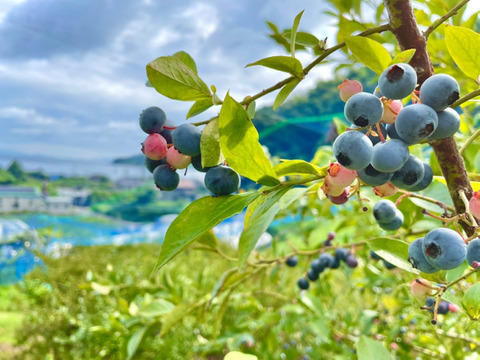 せとうち周防大島　ブルーベリージャム