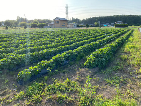 Ｌサイズ！サツマイモ（紅はるか2kg）熟成低温保存１ヵ月超え！(茨城県産)(土付き)