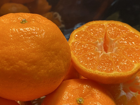 愛媛の伊予柑1.5kg☆ポンカン1.5kg【柑橘食べ比べ】