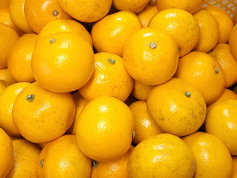 【八朔(はっさく) 小玉Sサイズ以下 ご家庭用 4kg】