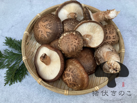 【自然栽培】約900g 原木栽培 生しいたけ 原木しいたけ