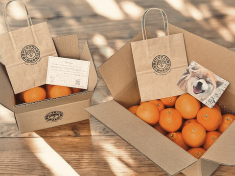 【プチプチ食感♪＆種なし】太田ぽんかん《ご家庭用 2kg》｜サイズ混合｜愛媛・西宇和産