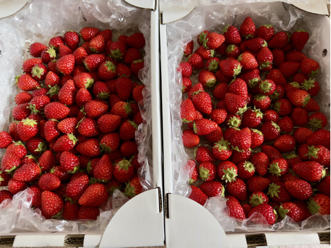 よつぼし☆小粒2kg