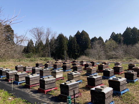 【ケンポナシ･烏山椒】500g×2本セット　国産はちみつ【非加熱･無添加】人気の２種類です