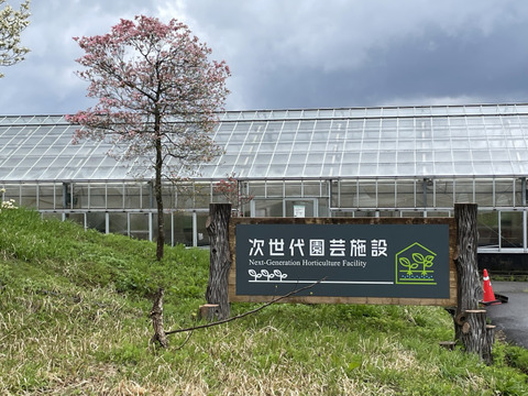 【バランス抜群の甘味と酸味！フルーツトマト(これトマ)】１箱厳選45粒(約800g)