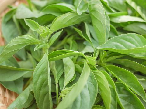 採れたて！新鮮ライムバジル 100g 【農薬化学肥料不使用】