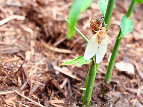 掘りたて新生姜４ｋｇ 農薬不使用 自然栽培 四万十産