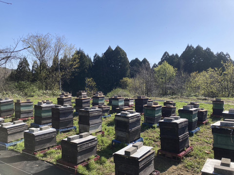【春採れ】新蜜　非加熱･無添加　国産はちみつ【山桜】500g