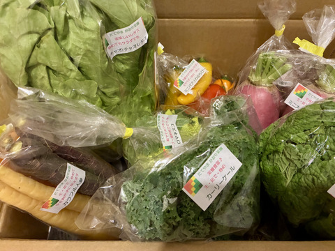 【常温便】カラダ喜ぶ『Mサイズ冬のカラフル野菜セット8品目』