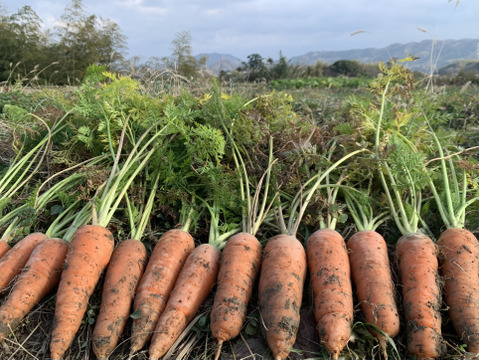 【自然農】旬の冬人参（4kg）無施肥・農薬不使用・自家採種・露路栽培・自然の恵100％