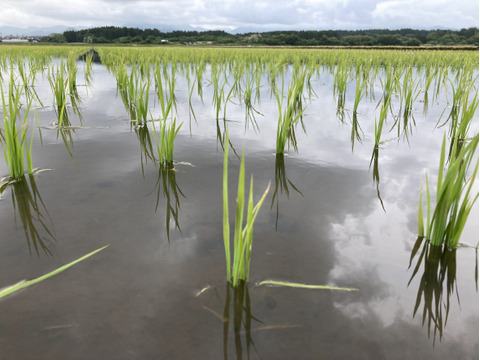【令和7年新米】あきたこまち精米 9kg 「大谷米」 もっちり甘い 単一農家米100%！