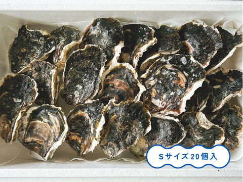 【生食】美味！ミネラルたっぷり岩牡蠣(M20個入)島根県産