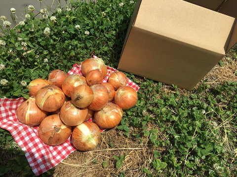 【古都奈良の農薬不使用野菜】新玉ねぎ5キロ!