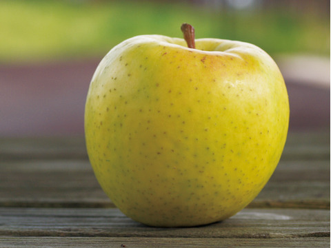 【完売】星の金貨 上品な甘みの小ぶりりんご 2.5kg (7～12個)