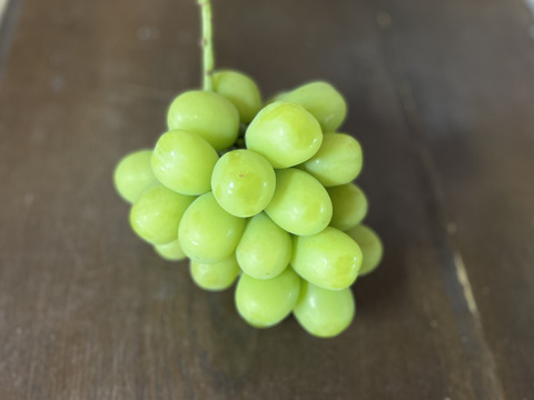 【ご自宅用】朝採りシャインマスカットと黒系ぶどうの詰め合わせ🍇約1.2kg 3,4房