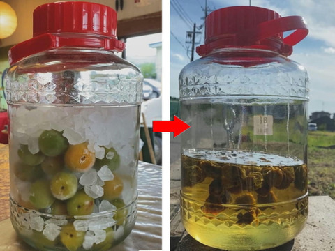 ＊予約販売【青梅】京都青谷産「城州白」(10kg, 2L3L)　香りの良さが光る青梅