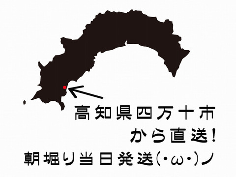 【夏ギフト】産直！新鮮！真っ白で柔らかい新生姜 １kg (大きめ) 高知県産