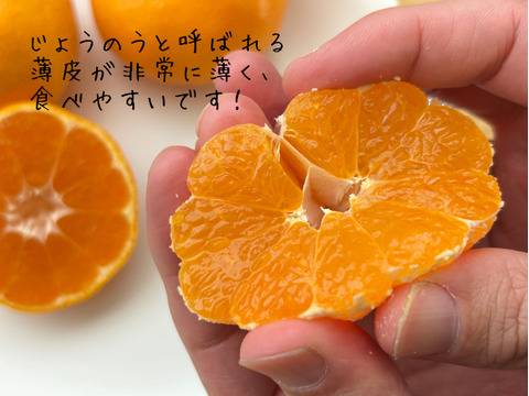 有田みかん　樹上完熟みかん　10キロ　Lサイズ 家庭用　【上野早生】　極早生みかん