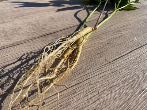 葉まで丸ごと！農薬不使用『高麗人参』3本セット