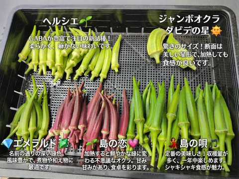 🌈珍しいオクラ4種食べ比べ 約500g～600g｜5品種から4種｜ダビデの星入り⭐｜農薬・化学肥料不使用🌈