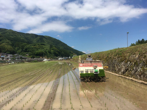 【桐村様用】化学農薬・化学肥料不使用栽培茶 5本セット　　　緑茶1本・紅茶1本・ほうじ茶3本リーフセット