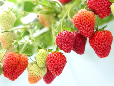 【朝摘み完熟】奥四万十冬春いちご１ｋｇ ご家庭用 自然栽培 四万十産