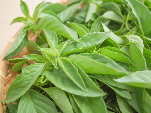 採れたて！新鮮ライムバジル 300g 【農薬化学肥料不使用】
