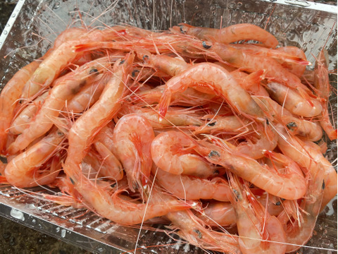 生食OK！加熱で殻ごと楽しむ トロえび中小500g