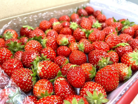 【いちごジャム向け】いちごたくさん採れちゃいました♪箱詰め1㎏