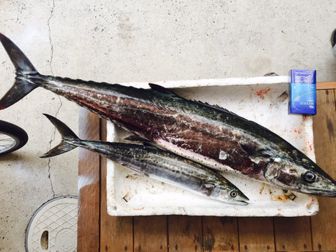 小豆島沖一本釣り さごし 鰆 0 7kg 本日発送 香川県産 食べチョク 農家 漁師の産直ネット通販 旬の食材を生産者直送 小豆島沖一本釣り さごし 鰆 0 7kg 本日発送 香川県産 食べチョク 農家 漁師の産直ネット通販 旬の食材を生産者直送