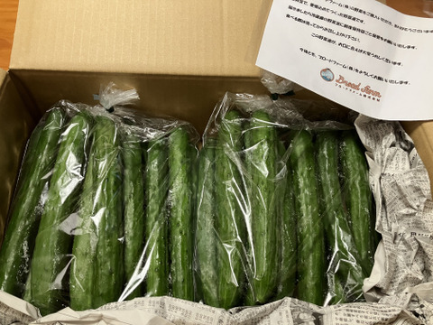 朝採り！信州産きゅうりA品３ｋｇ