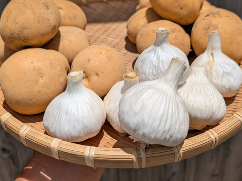 【福袋2025】夏の新じゃが２品種とニンニクのセット4.5KG　（ニシユタカ２KG、普賢丸２KG、にんにく500g） 食べチョク八周年記念企画/農薬・化学肥料不使用